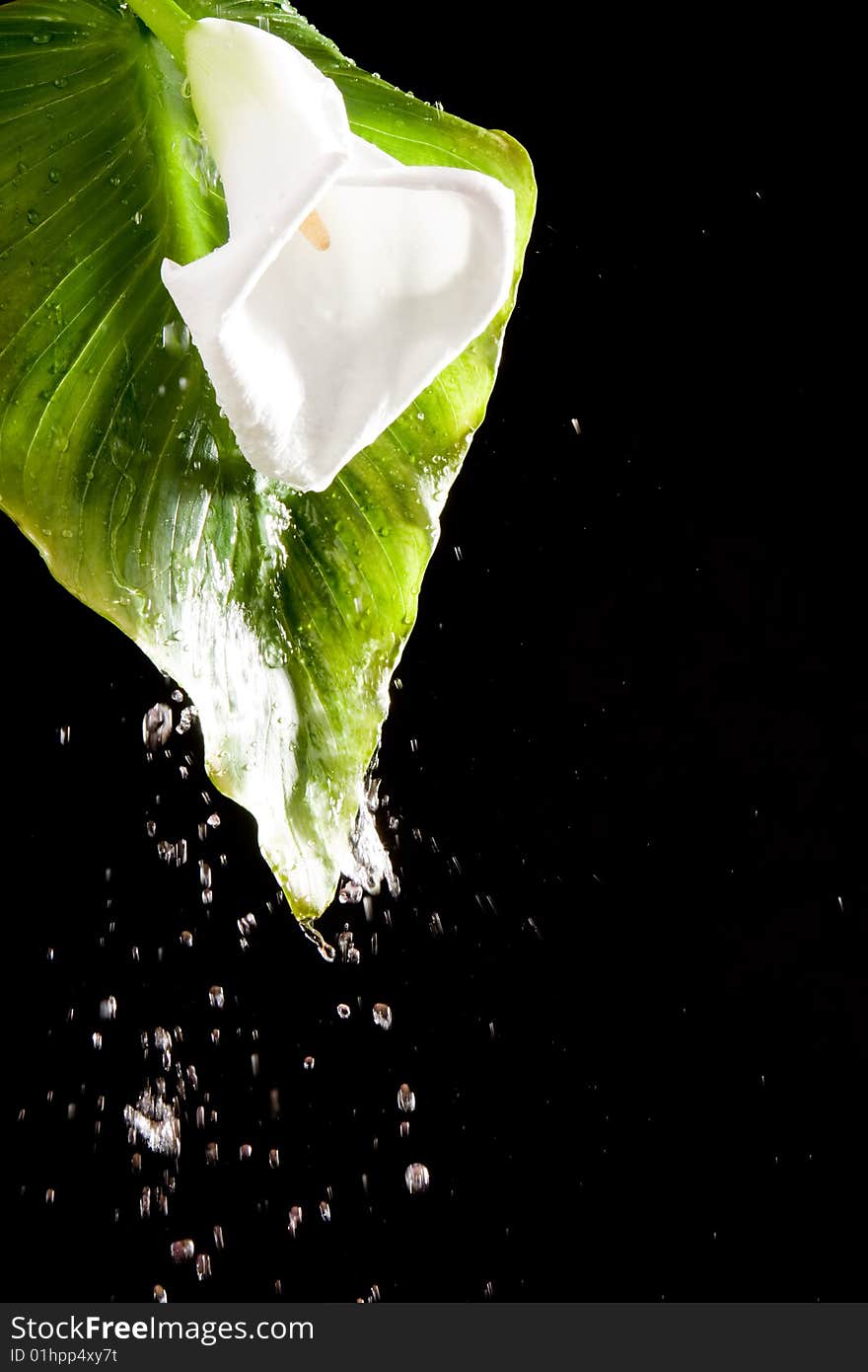 Beautiful flower and splash of water