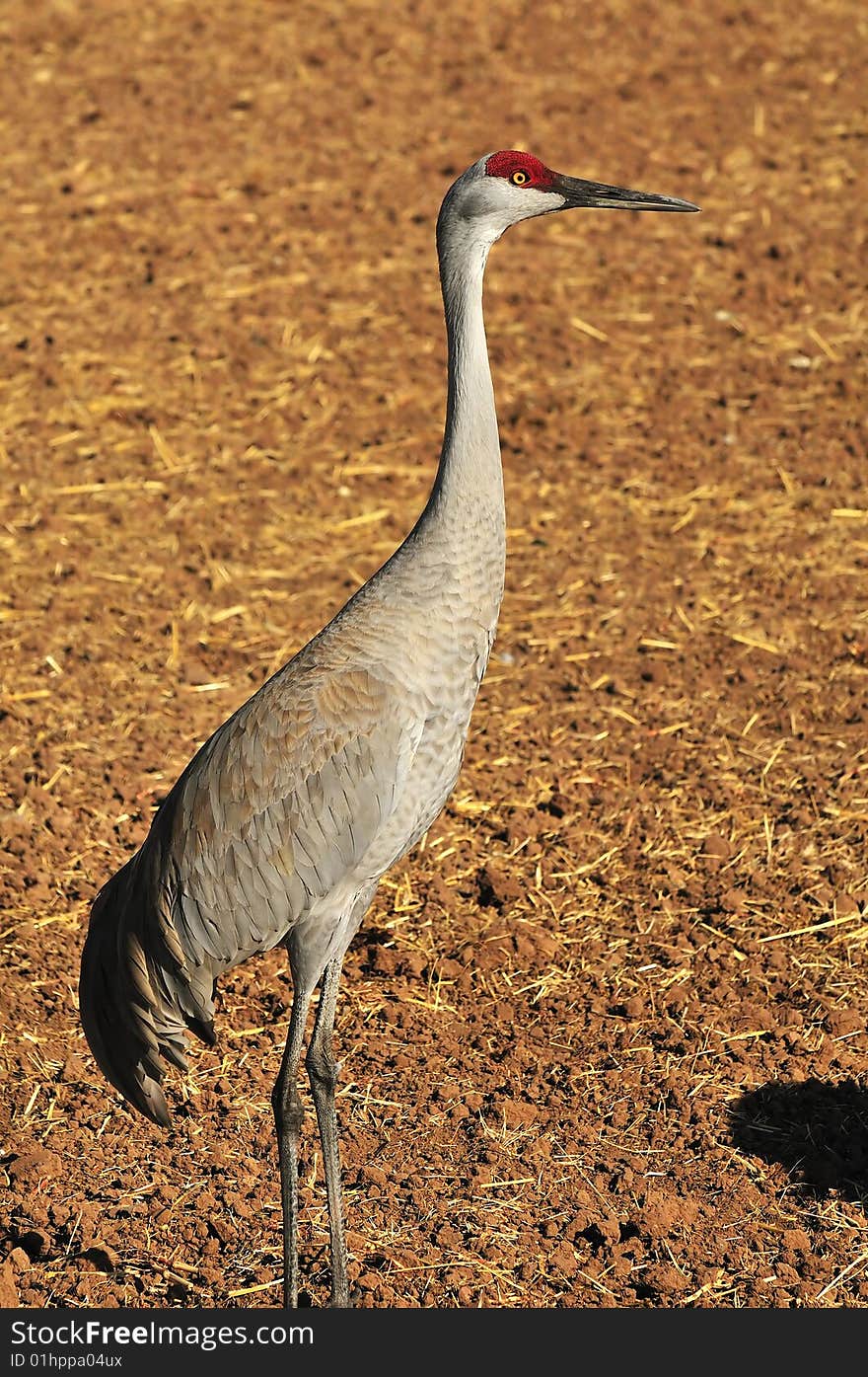 Sandhill Cranes at Rio Grande Nature Center. Sandhill Cranes at Rio Grande Nature Center