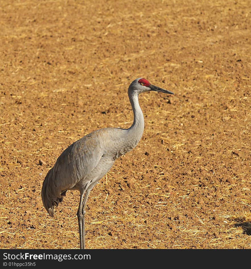 Greater Sandhill Crane