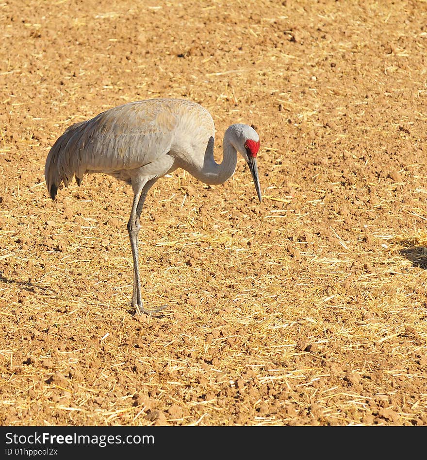 Sandhill Cranes at Rio Grande Nature Center. Sandhill Cranes at Rio Grande Nature Center