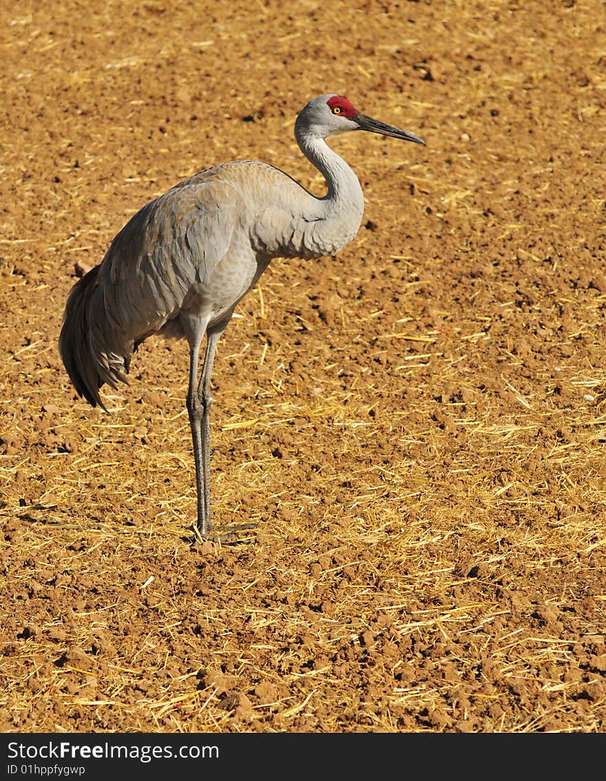 Sandhill Cranes at Rio Grande Nature Center. Sandhill Cranes at Rio Grande Nature Center