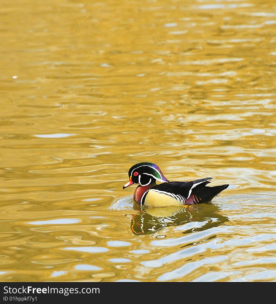 Wood Duck Swimming at Rio Grande Nature Center