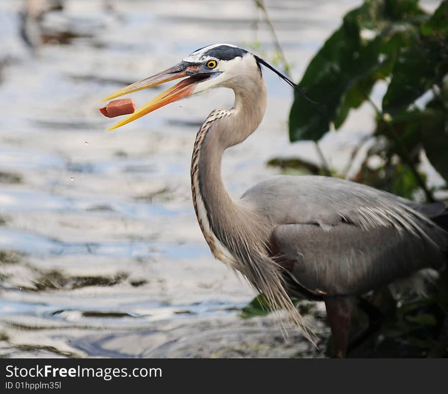 A great blue heron in his natural habitat catching a piece of hotdog in his beak. A great blue heron in his natural habitat catching a piece of hotdog in his beak.