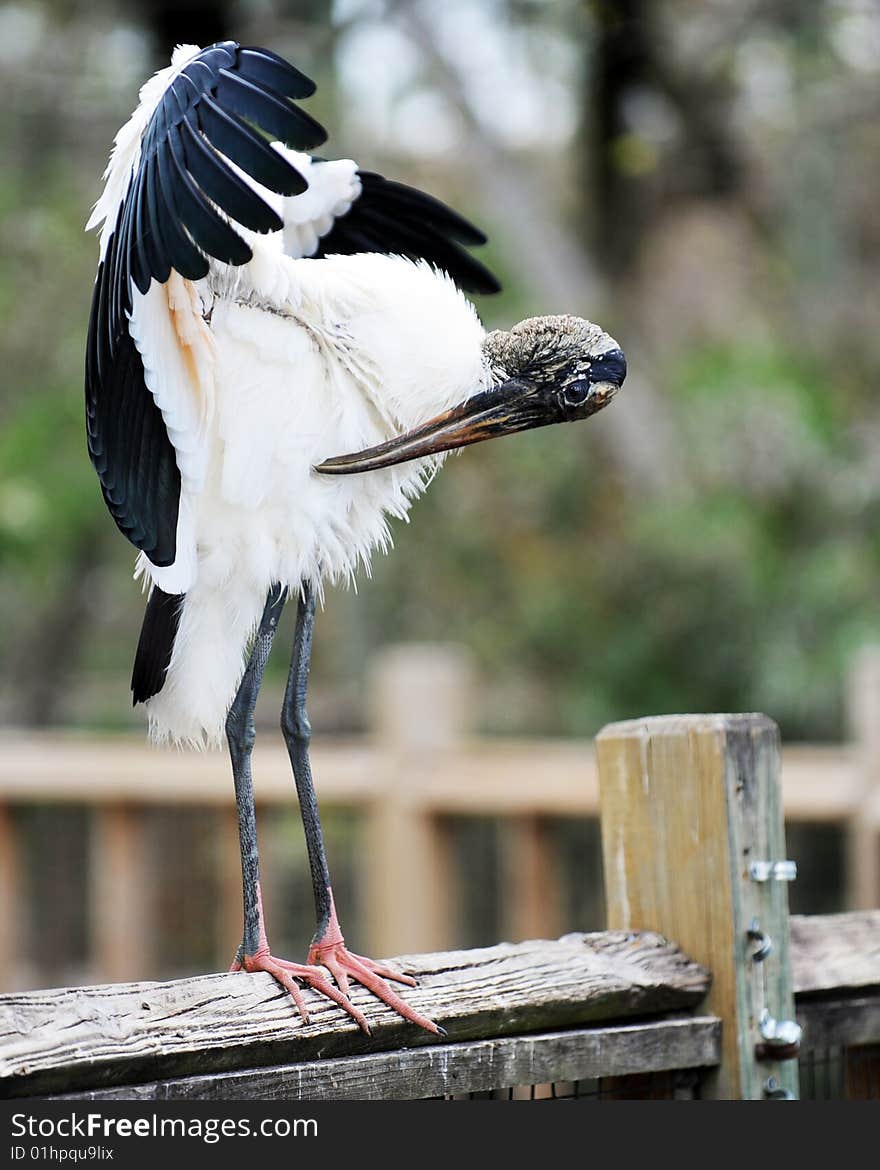 Wood Stork Preening