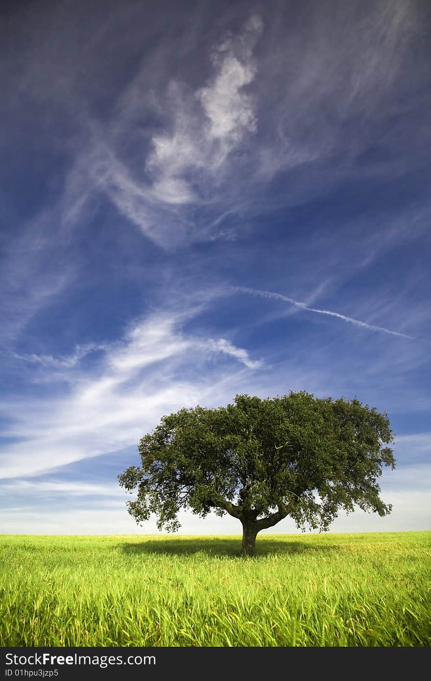 Single tree in the field