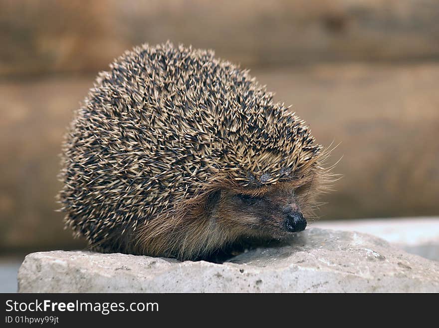 Hedgehog before hibernation in the zoo of Saint Petersburg