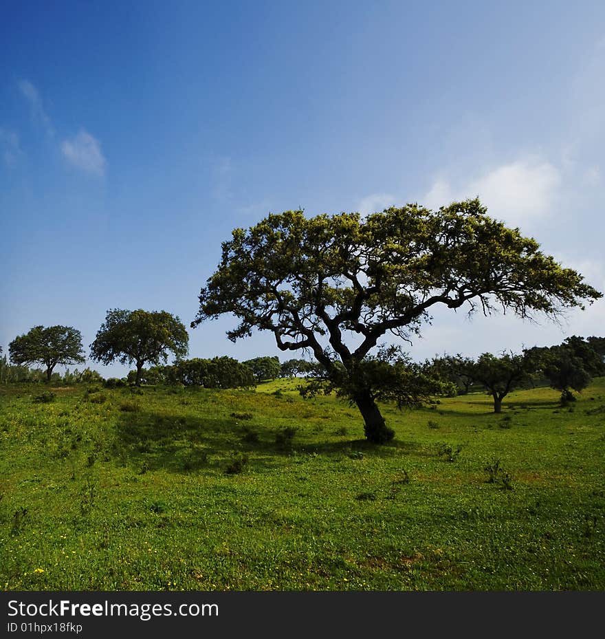 Field landscape with trees