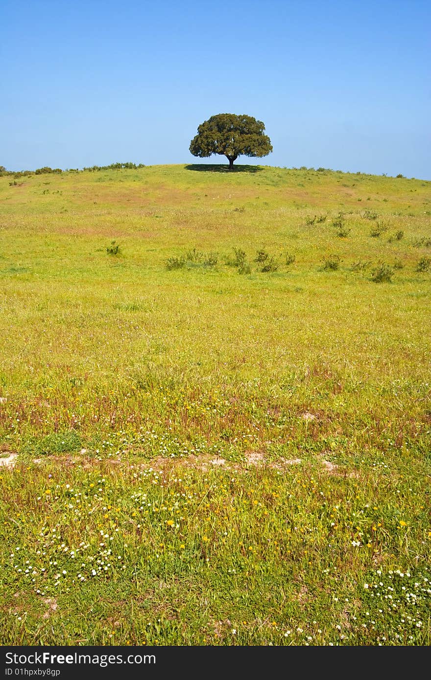 Single tree in the spring field. Single tree in the spring field