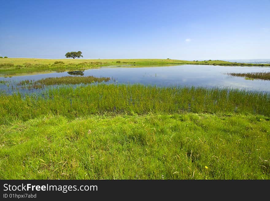 Single tree in the field with a beautiful lake