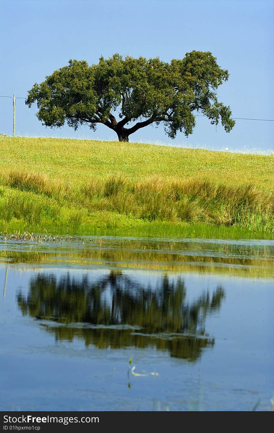Single tree in the field refleted in water