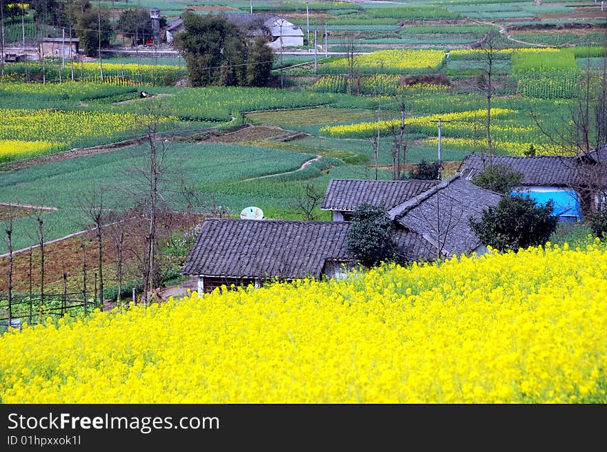 Pengzhou, China: Fields of Yellow Rapeseed Flowers