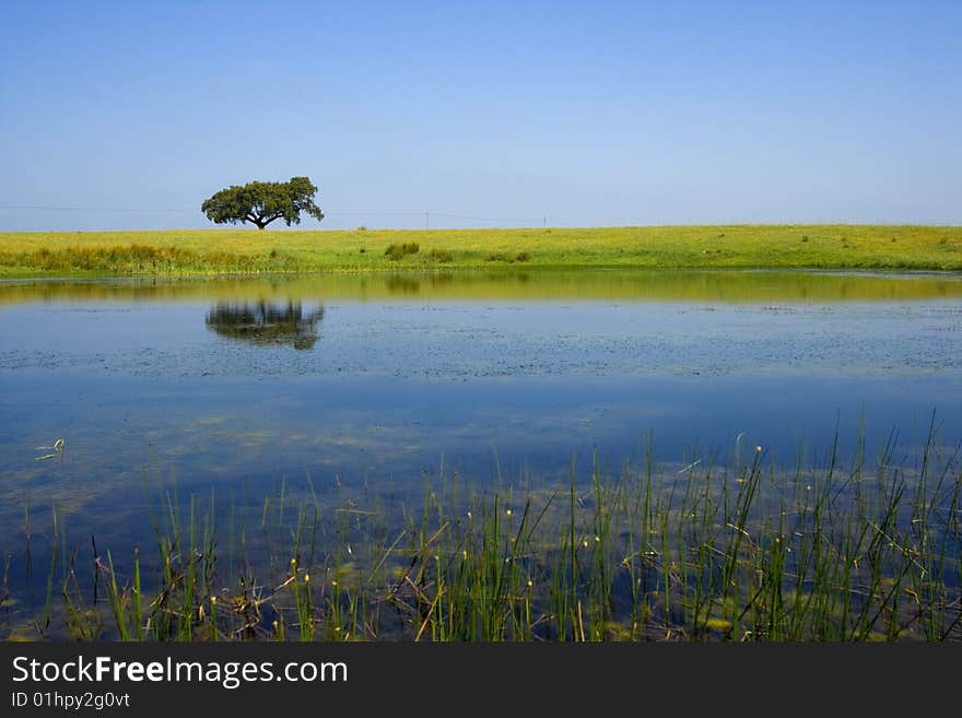 Single tree in the field refleted in water