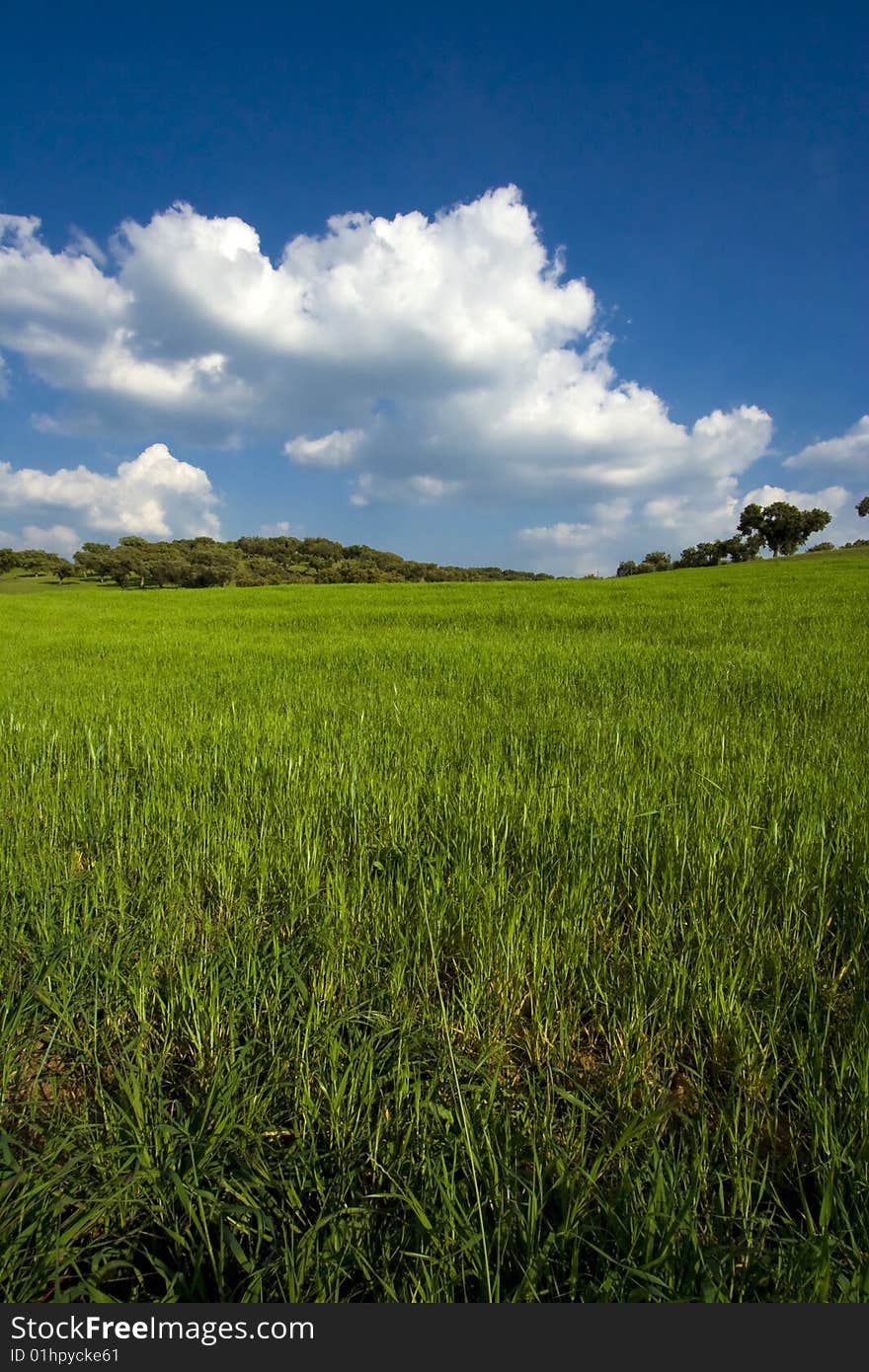 Spring field landscape with cloudy sky