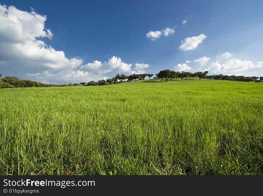 Spring field landscape