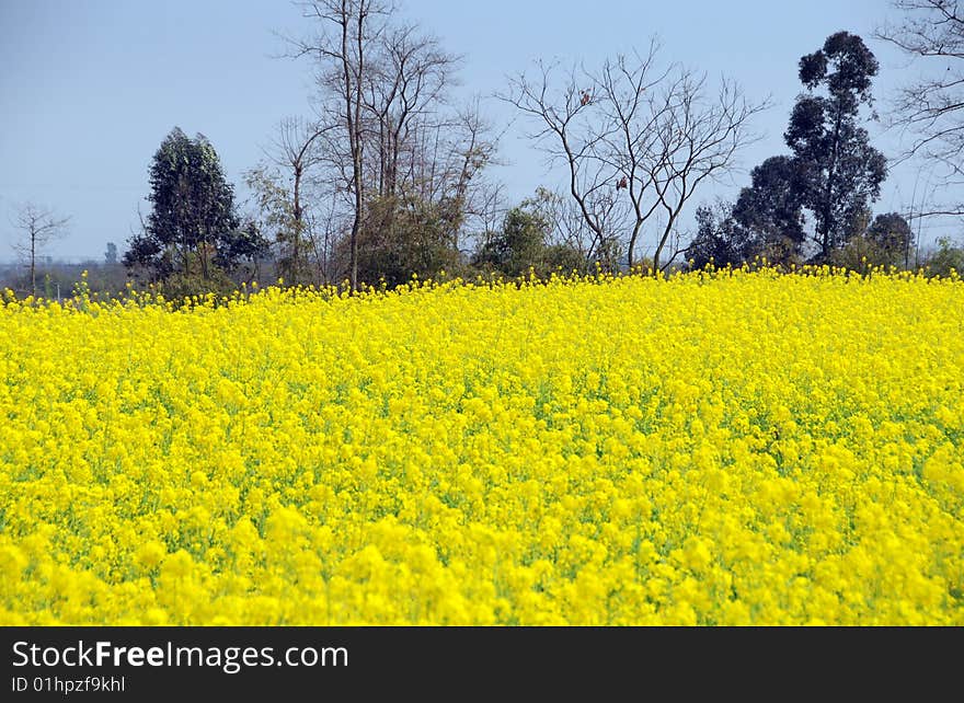 Pengzhou, China: Yellow Rapeseed Flowers