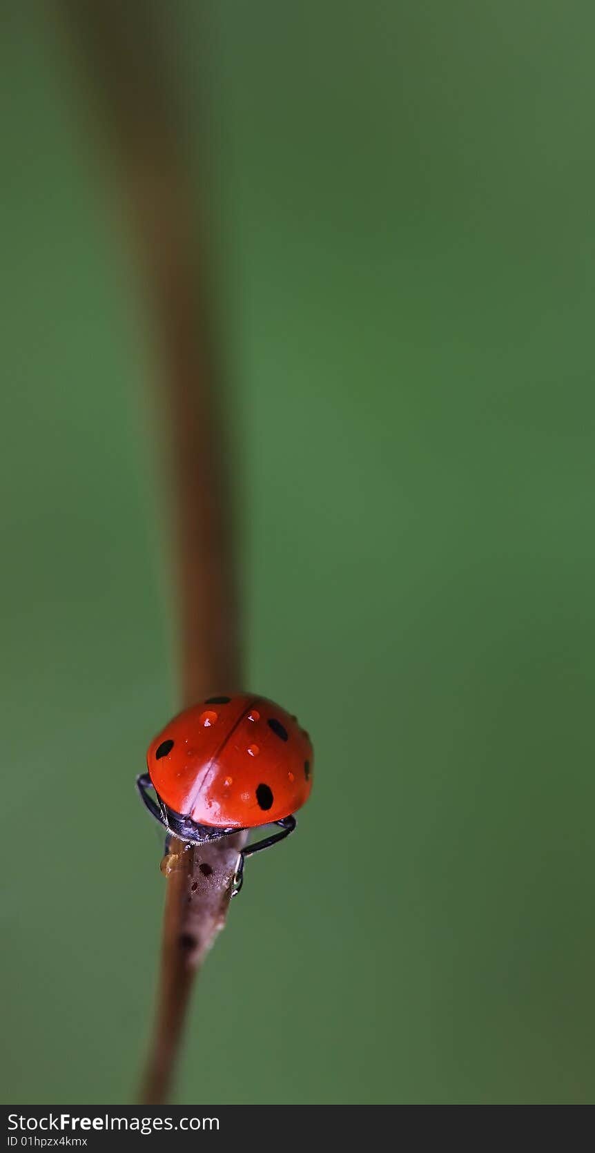 Wet lady bug