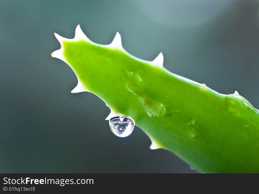 Aloe leafs with water dropsa close up shot-shallow dof.