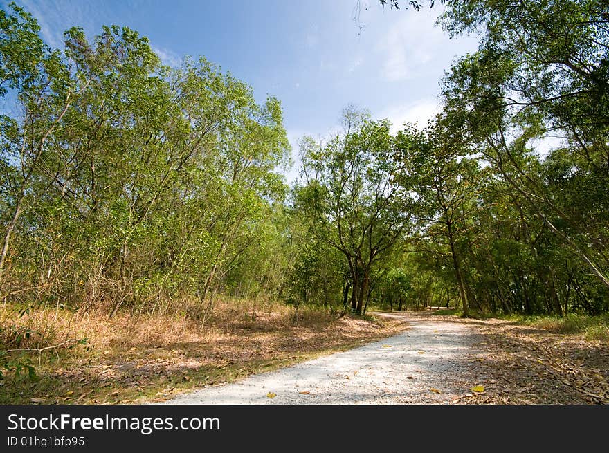 Footpath into the Forest