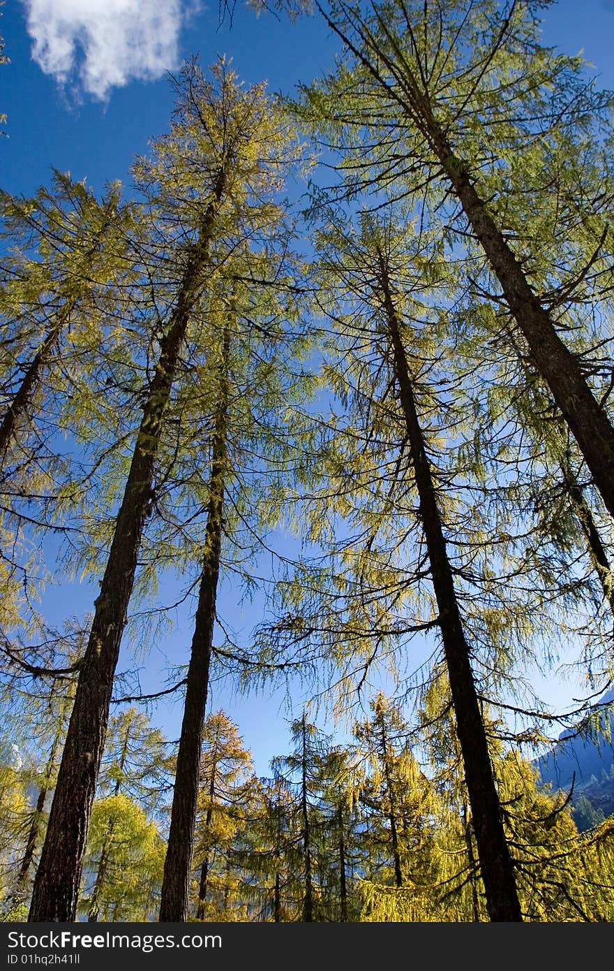 Day View Of Pine Trees At Forest Of Sichuan