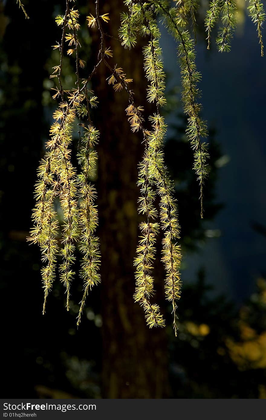 Day view of pine leaves at Sichuan Province China