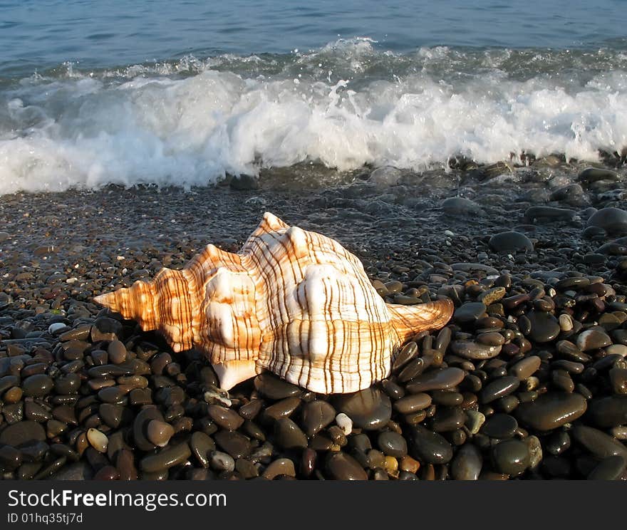 Sea shell on a background of the sea