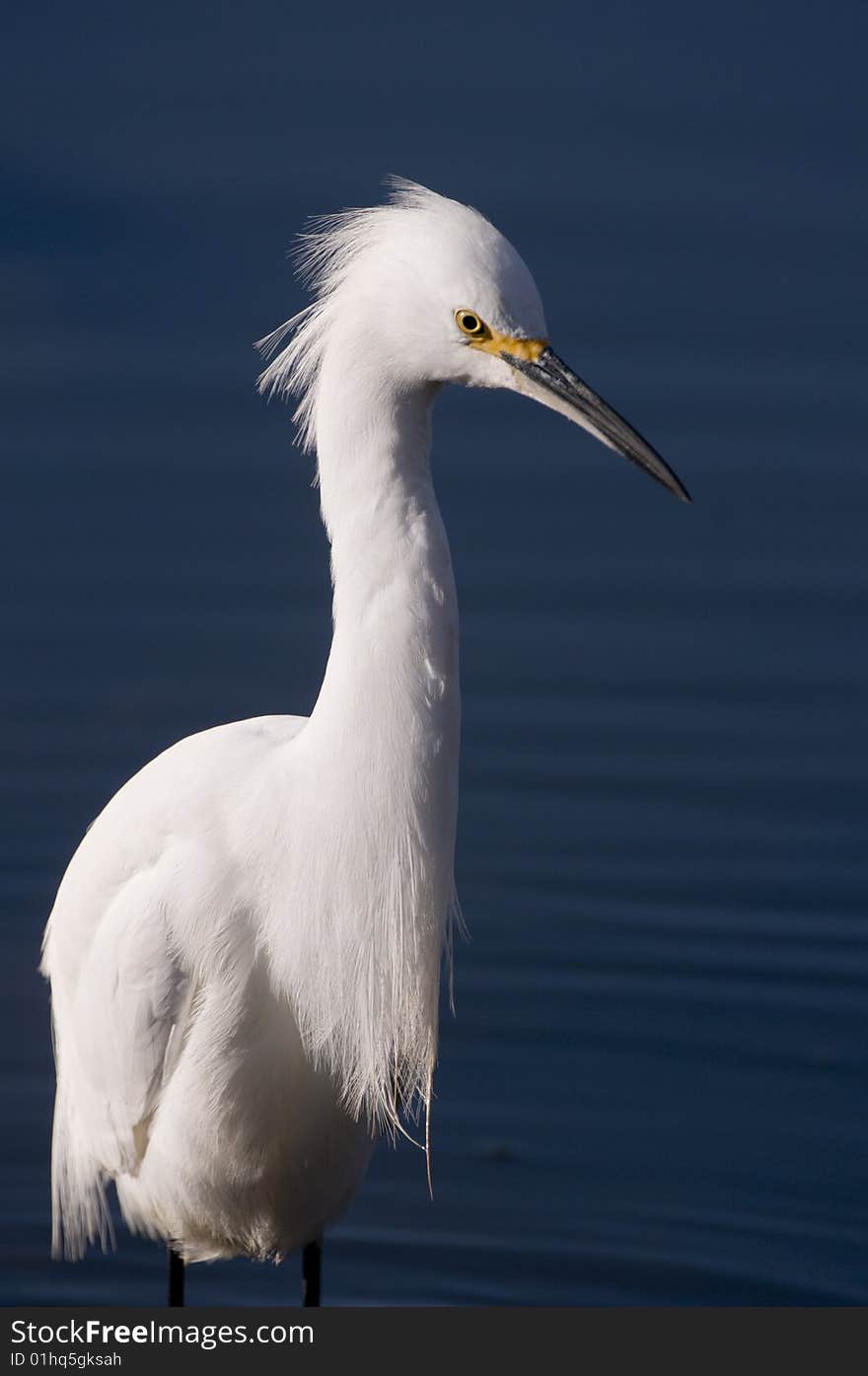 Snowy Egret