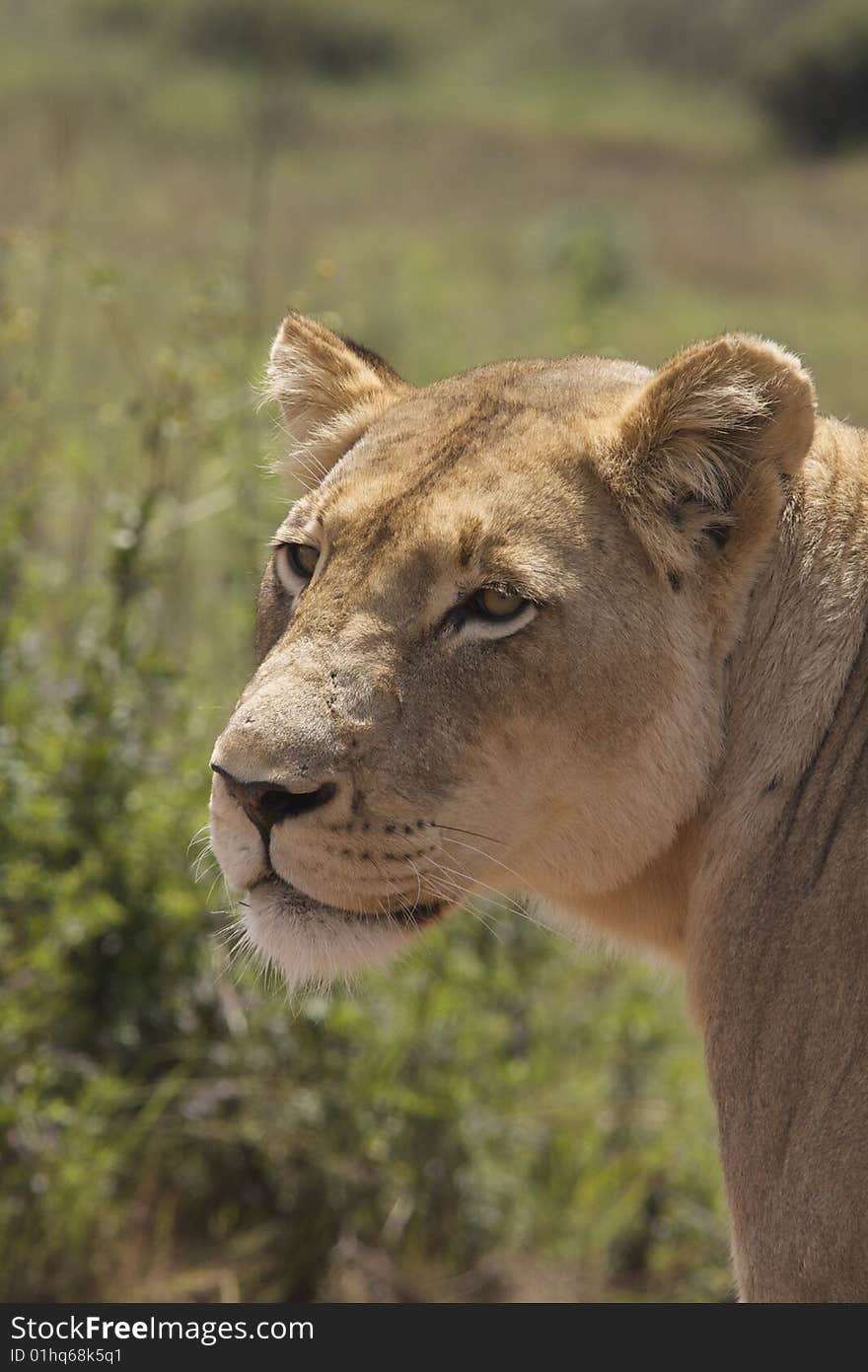 This Lioness followed us for approx 1km on a single lane dirt road, While I was reversing and taking Shots.