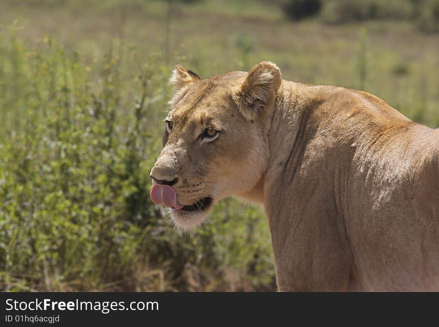 Lioness licking her lips