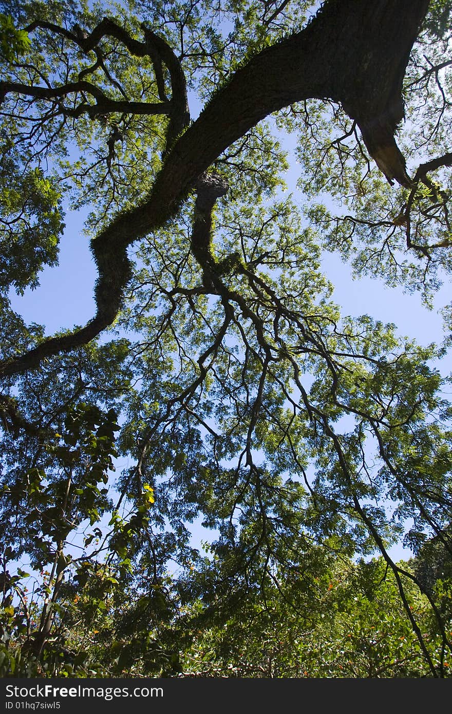 Tree Reaching For The Sky