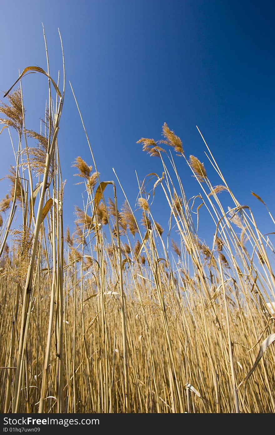 Marsh grass rising into a blue sky. Marsh grass rising into a blue sky