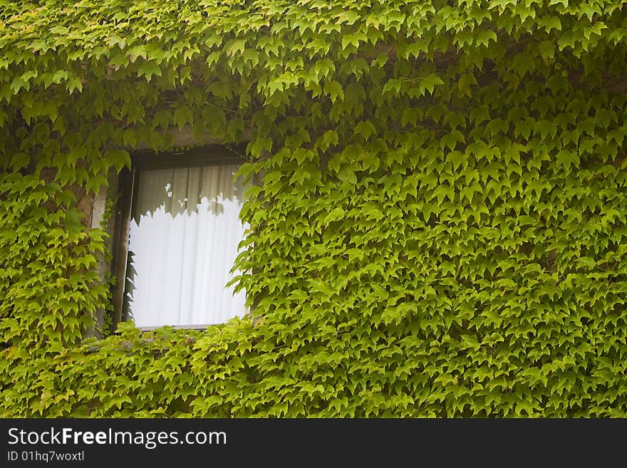 Window In Ivy