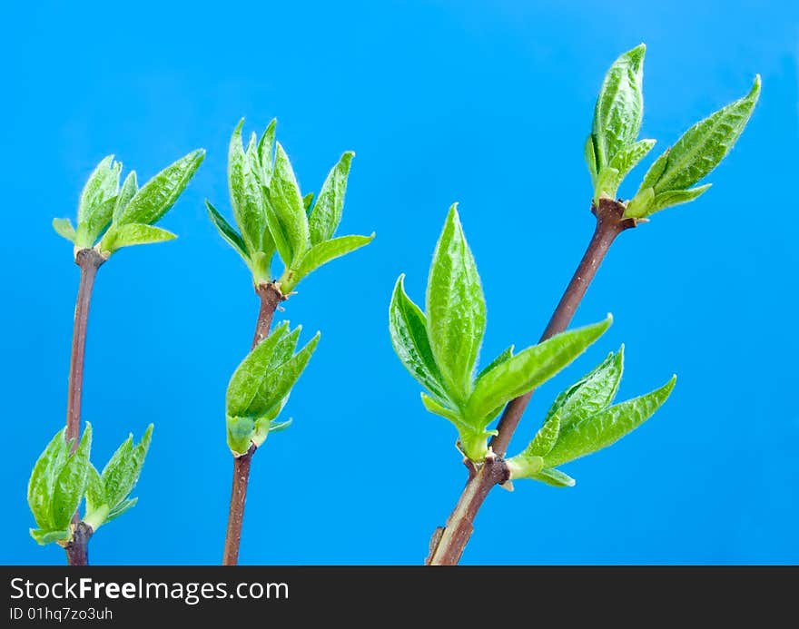 Dismissed leaves