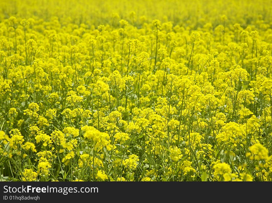 Yellow flower