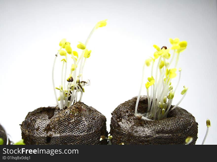 New seedlings shooting upwards from manicured peat tablets. New seedlings shooting upwards from manicured peat tablets