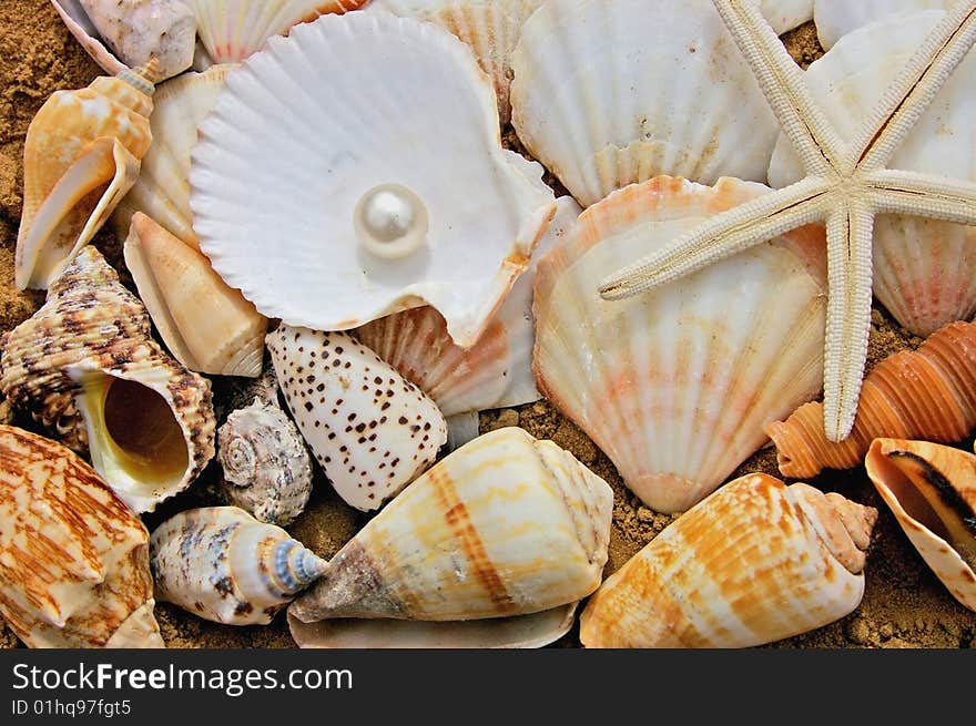 Sea shells and one pearl. Sea shells and one pearl