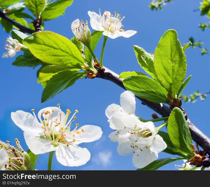 Branches with white flowers of cherry. Branches with white flowers of cherry