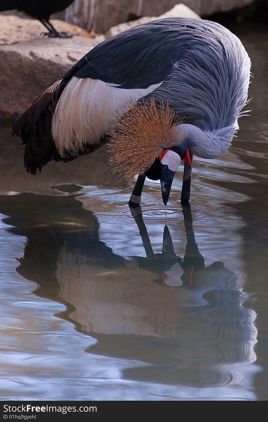 African Crowned Crane standing in water