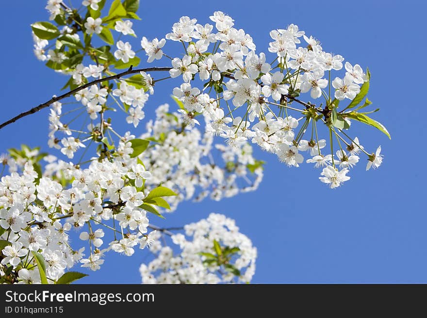 Branches with white flowers of cherry. Branches with white flowers of cherry