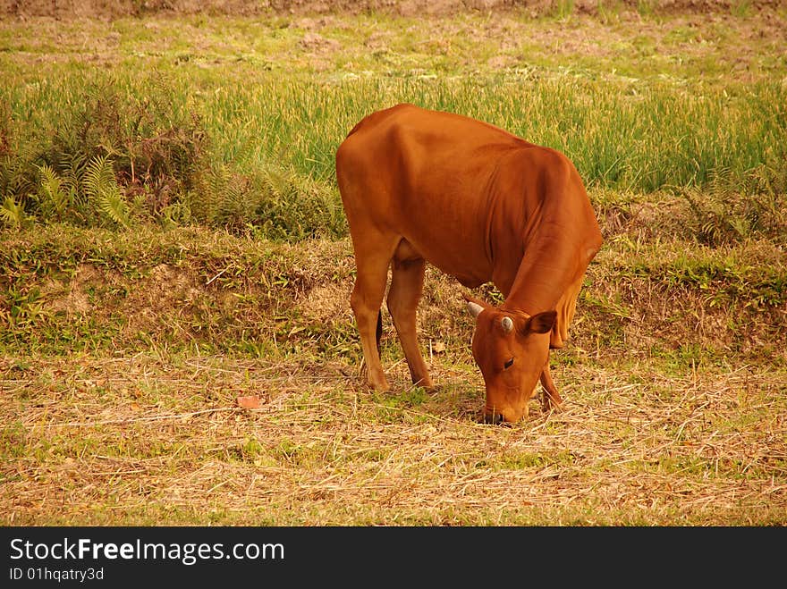 A Vietnamese cow along a rice field