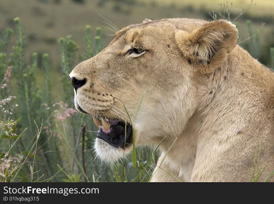 This Lioness Resting in the Grass.