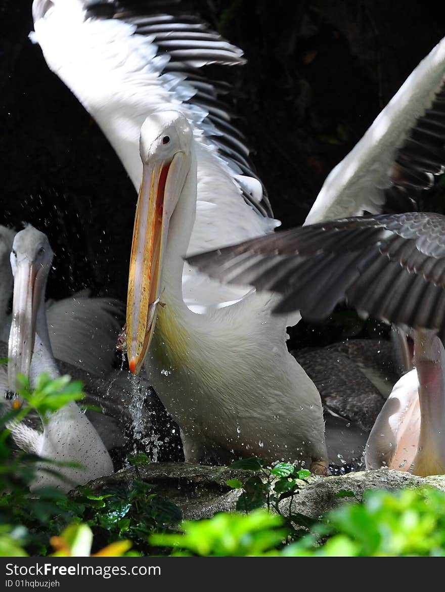 Pelican Eating A Fish