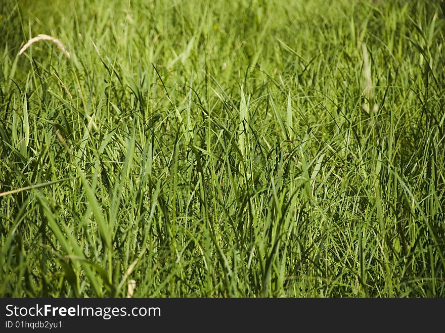 Grass