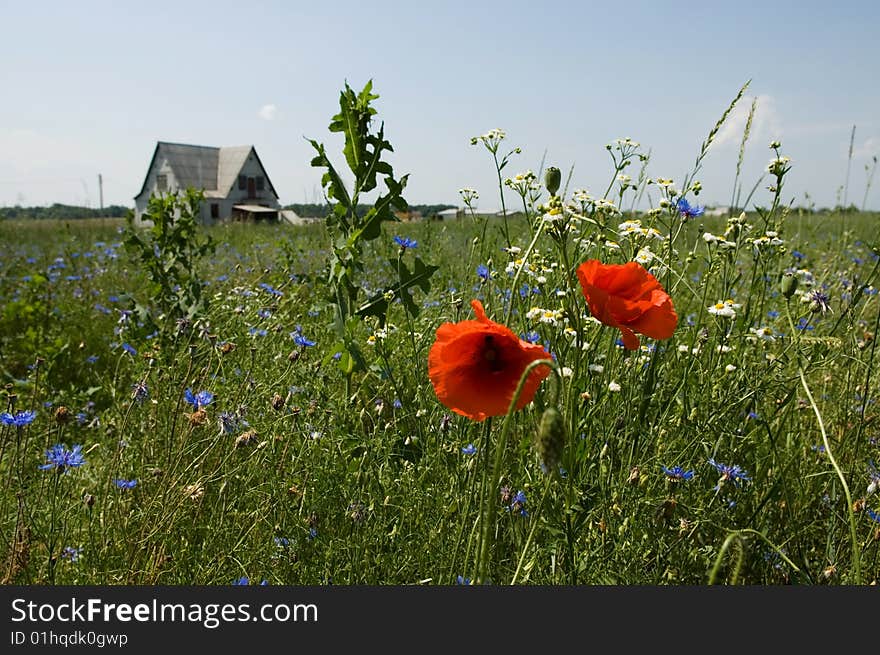 Red poppy