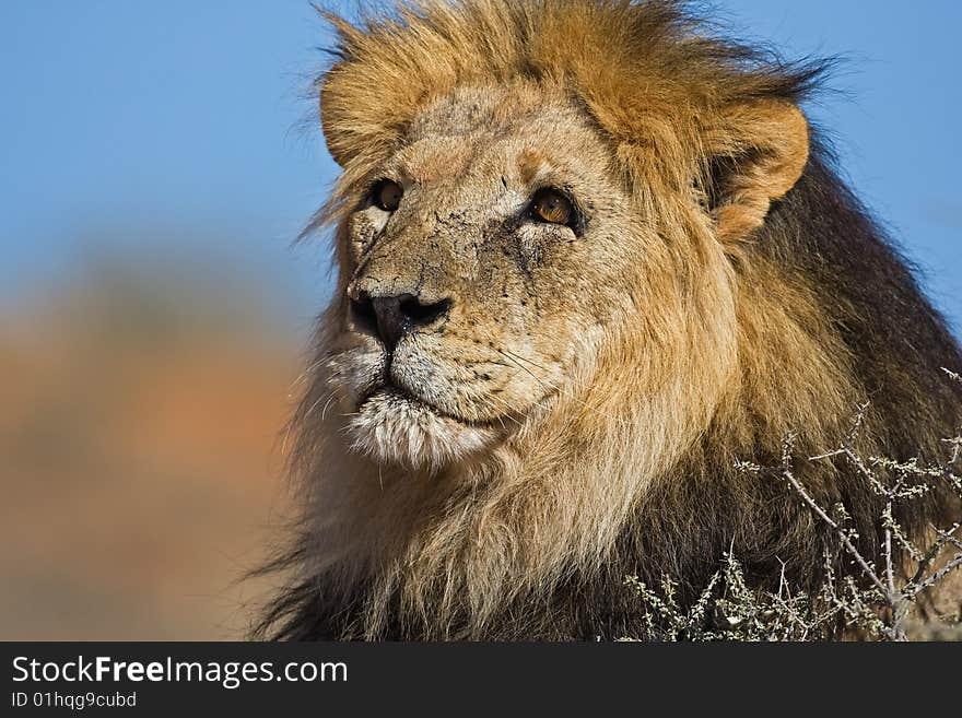 Portrait of male lion Panthera leo South Africa