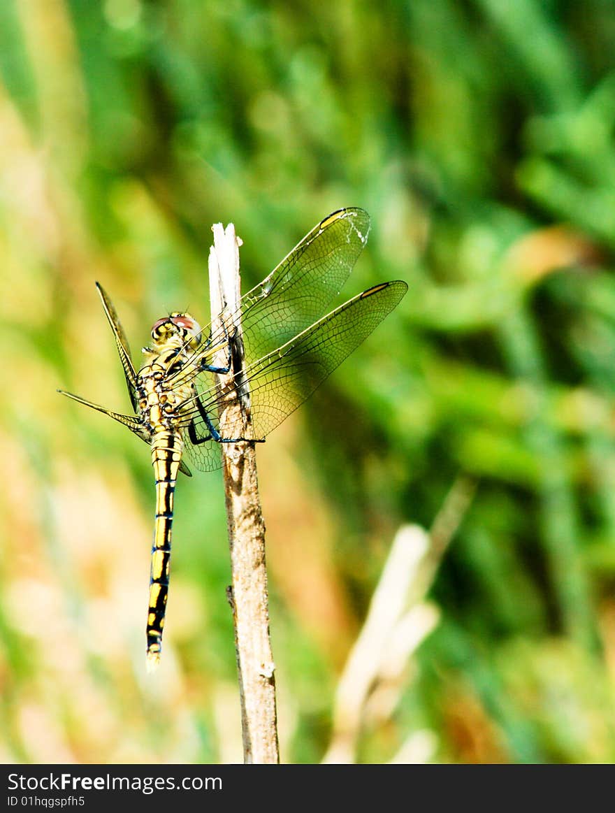 A yellow dragonfly on a stick