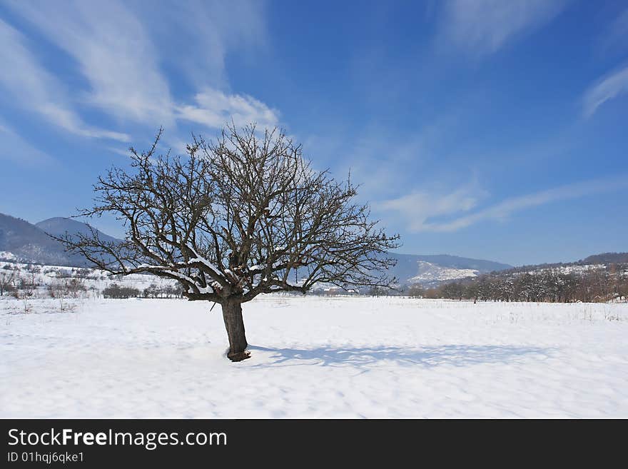 Lonely tree landscape with beautiful clouds