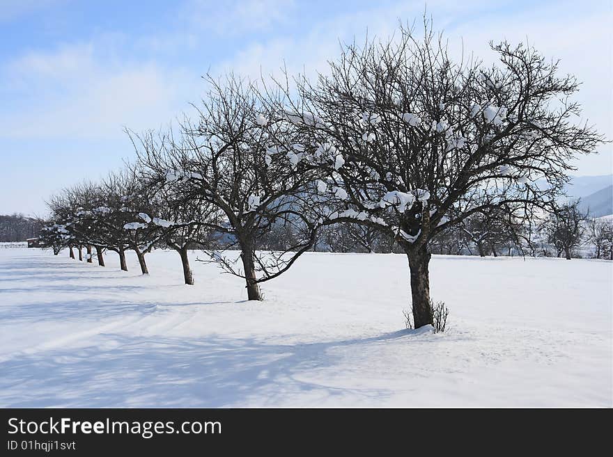 Row of trees in orchard covered with snow