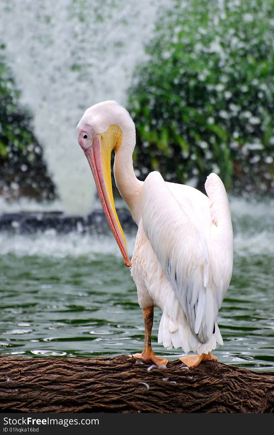 Pelican And Fountain