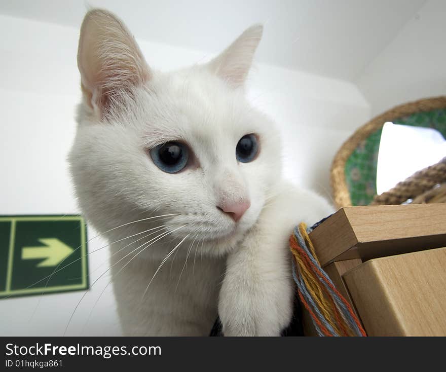 White Cat Portrait