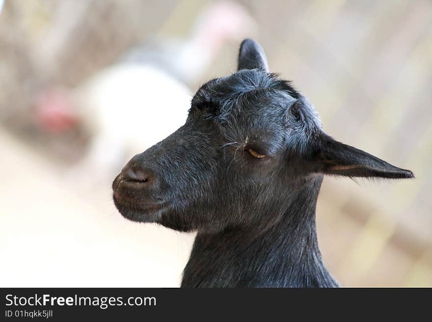 Black goat